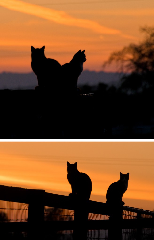 cats
