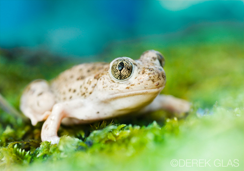 Frog2