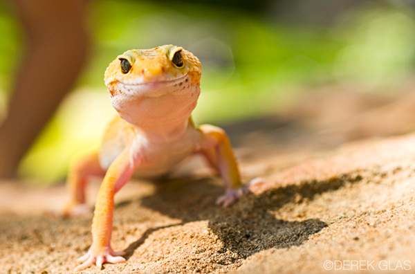 Gecko2