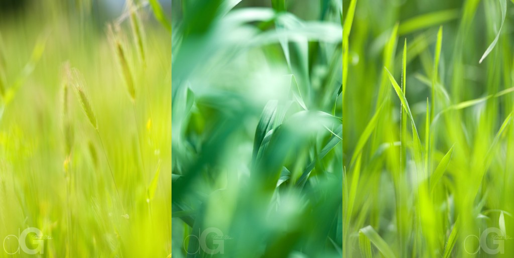 GrassTriptych